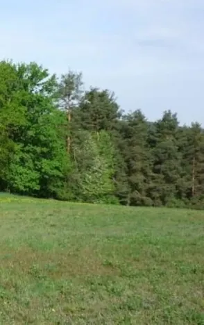 Prodej louky, Krucemburk, 9000 m2