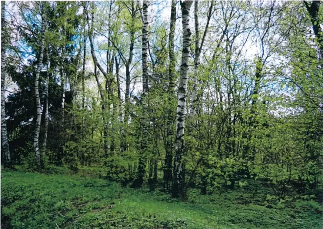 Prodej lesa, Nová Bystřice, 1382 m2