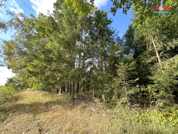 Prodej lesa, Trubín, 62499 m2