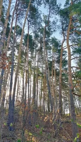 Prodej lesa, Martinice u Onšova, 241 m2