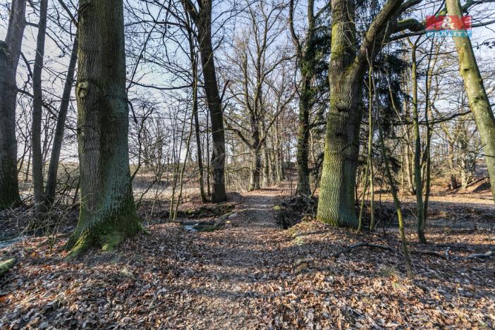 Prodej lesa, Horšovský Týn, 685 m2