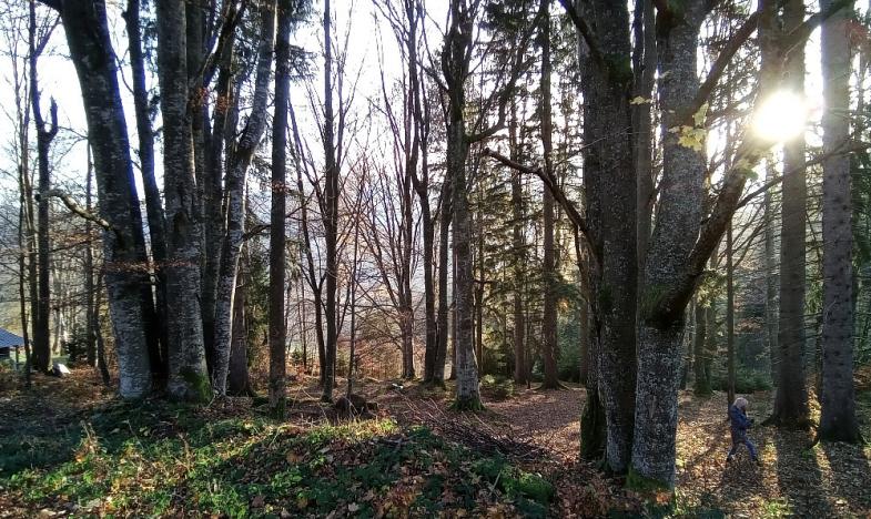 Prodej pozemku, Železná Ruda - Hojsova Stráž, 4029 m2