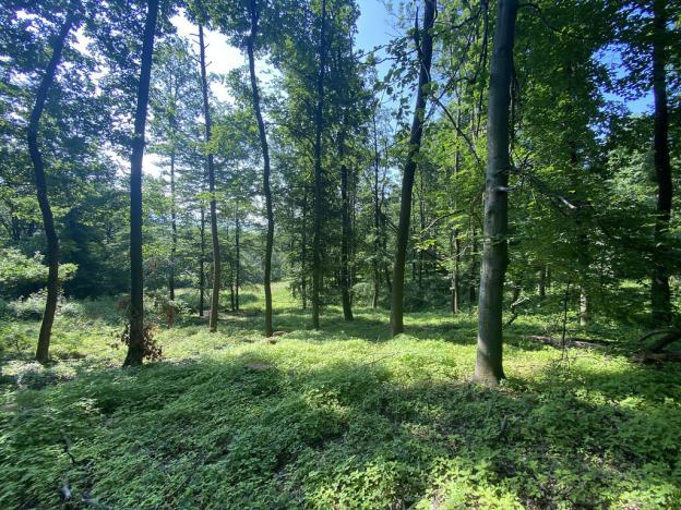 Prodej lesa, Roštění, 2228 m2
