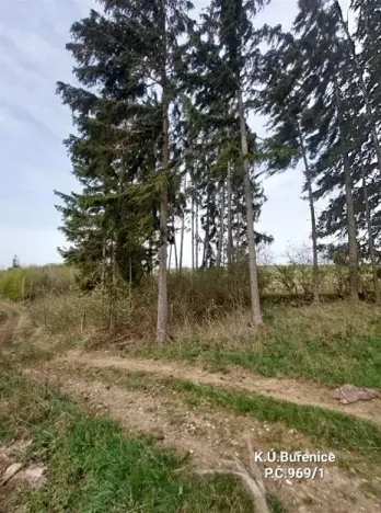 Prodej lesa, Buřenice, 475 m2