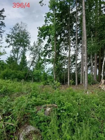 Prodej lesa, Častrov, 438 m2