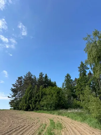 Prodej lesa, Bystřice, 8860 m2