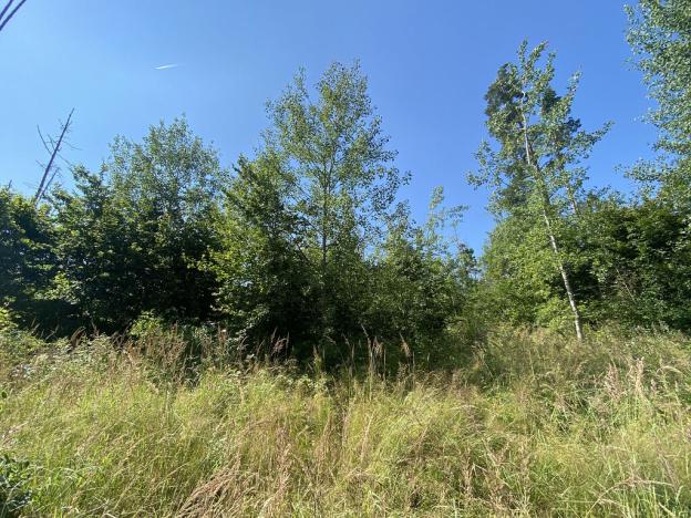 Prodej lesa, Kožichovice, 2269 m2