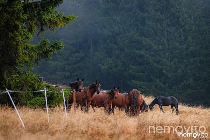 Prodej bytu 3+kk, Rokytnice nad Jizerou, 76 m2