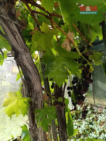 Prodej chalupy, Vranová Lhota, 382 m2