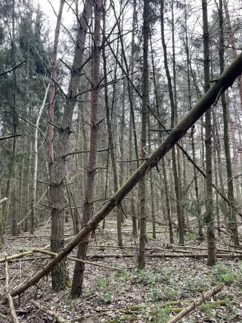 Prodej lesa, Hradiště, 3845 m2