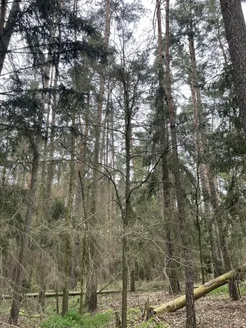 Prodej lesa, Hradiště, 3845 m2