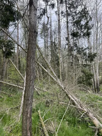 Prodej lesa, Hradiště, 3845 m2