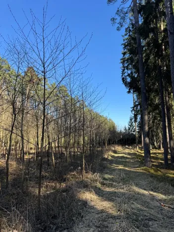 Prodej lesa, Sedlečko u Soběslavě, 6708 m2