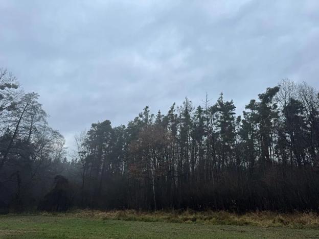 Prodej podílu lesa, Břehy, 5148 m2