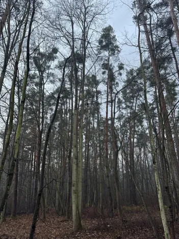 Prodej podílu lesa, Břehy, 5148 m2