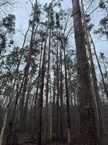 Prodej podílu lesa, Břehy, 5148 m2