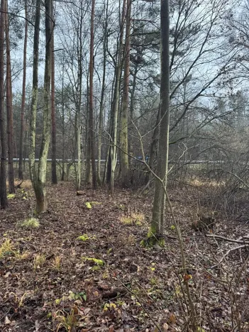 Prodej podílu lesa, Břehy, 5148 m2