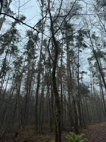 Prodej podílu lesa, Břehy, 5148 m2