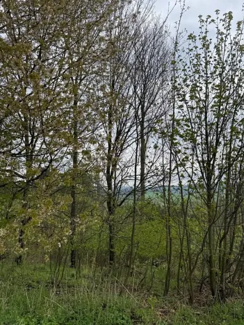 Prodej lesa, Bukovina u Čisté, 12070 m2