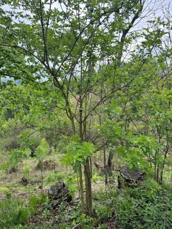 Prodej lesa, Bukovina u Čisté, 12070 m2