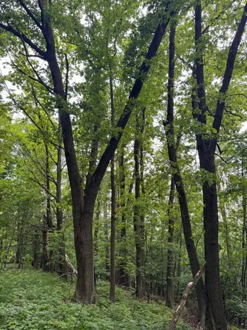 Prodej lesa, Heřmanice, 11566 m2