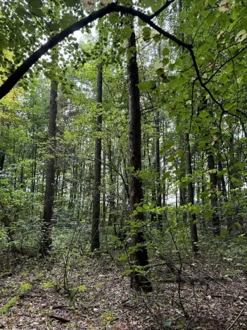 Prodej podílu lesa, Pardubice, 9649 m2