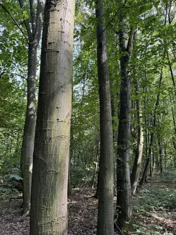 Prodej podílu lesa, Pardubice, 9649 m2