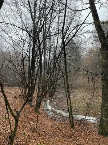 Prodej lesa, Velká Polom, 3342 m2