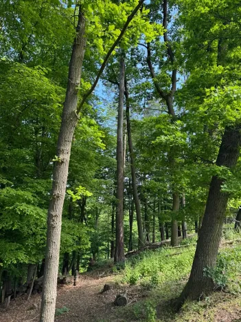 Prodej lesa, Vranov, 4583 m2