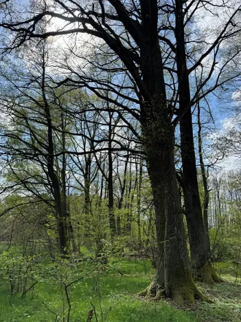 Prodej podílu pozemku, Stříbřec, 5449 m2