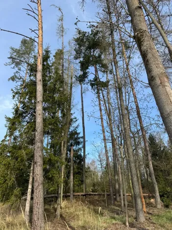 Prodej lesa, Louňovice pod Blaníkem, 4236 m2