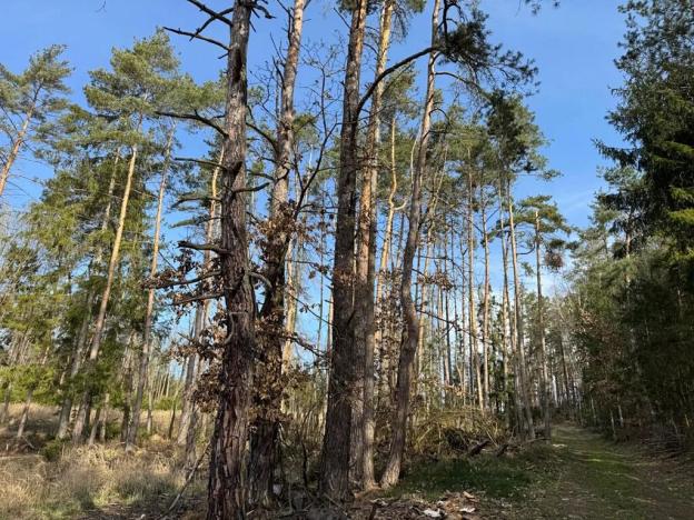 Prodej lesa, Louňovice pod Blaníkem, 4236 m2