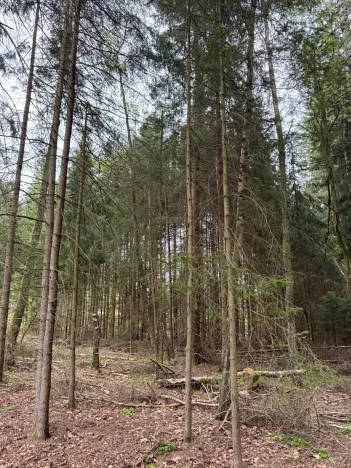 Prodej lesa, Bednáreček, 19864 m2