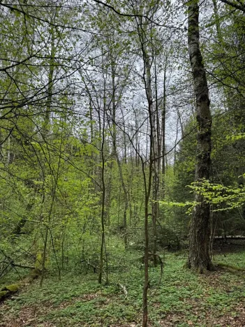 Prodej lesa, Bednáreček, 19864 m2