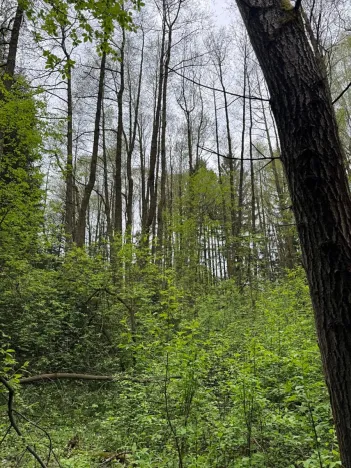 Prodej lesa, Bednáreček, 19864 m2
