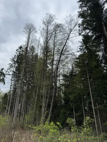 Prodej lesa, Bednáreček, 19864 m2