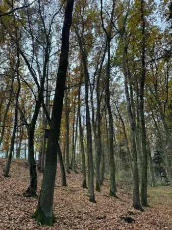 Prodej podílu lesa, Dolní Lukavice, 7998 m2