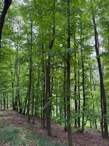 Prodej lesa, Stěbořice, 12789 m2