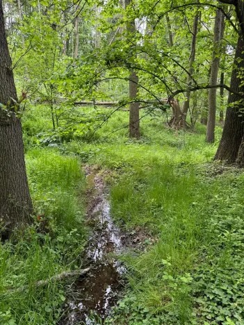 Prodej lesa, Stěbořice, 12789 m2
