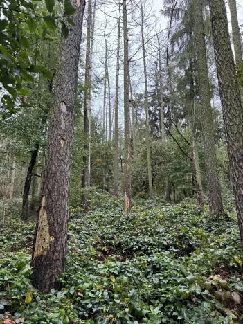 Prodej podílu pozemku, Plaňany, 23569 m2