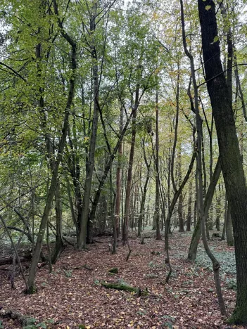 Prodej podílu pozemku, Plaňany, 23569 m2