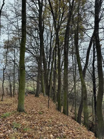 Prodej podílu lesa, Heřmánky, 845 m2