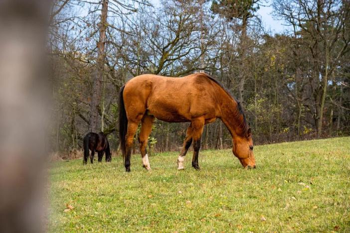 Prodej pozemku pro bydlení, Praha - Modřany, Do Lipin, 22202 m2