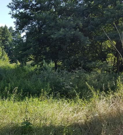 Prodej zahrady, Bechlín, 620 m2