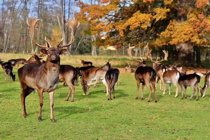 Prodej louky, Smidary, 11941 m2