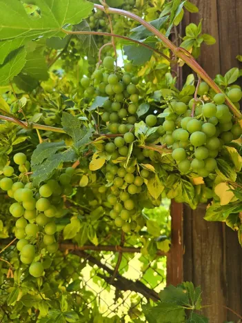 Prodej chaty, Jihlava, 17 m2