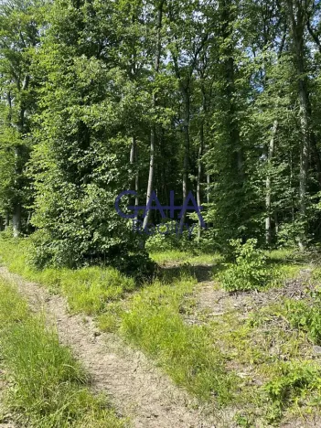 Prodej lesa, Ždánice, 3224 m2