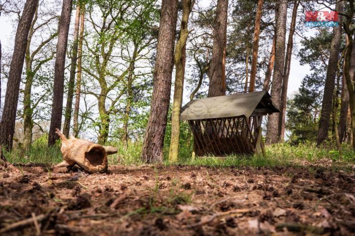 Prodej lesa, Borohrádek, 7342 m2