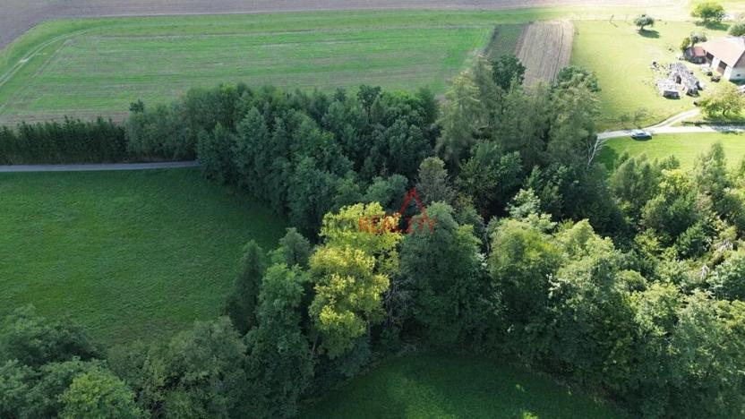 Prodej lesa, Jeřišno, 2804 m2