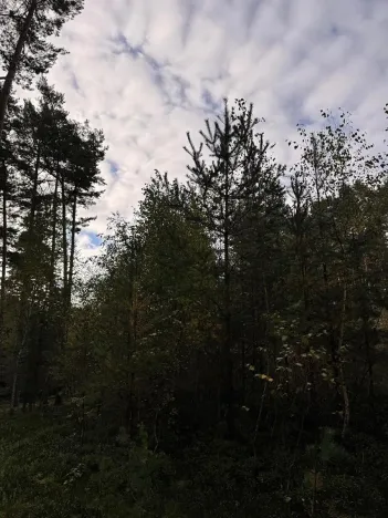 Prodej lesa, Ločenice, 7181 m2